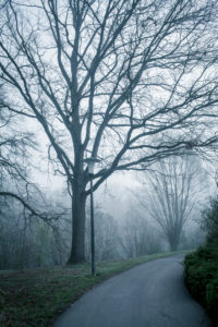 Trees in the fog Trees in the fog